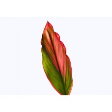 Cordyline Leaves - Aron Red Ti